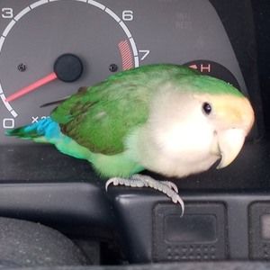 Meet your Posher, Any